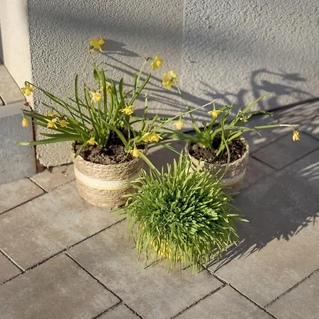 Moderni Domus Apartament *